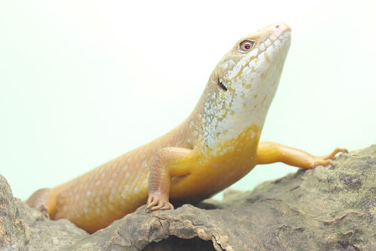 A major skink is sunbathing before starting his daily activities. This reptile whose natural habitat is in Papua New Guinea and Australia has the scientific name Bellatorias frerei. 