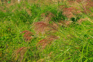 grass in the grass