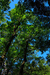 trees in the forest