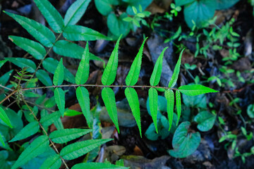 tropical forest