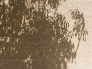 Naklejka na ściany i meble Foliage Shadow on Wind Screen - Full