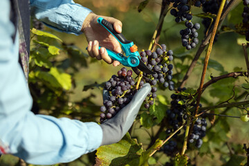 Close up of female hands in one glove pruning bunch of red grape with gardening scissors. Caucasian...