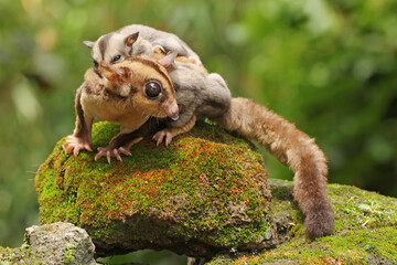 A mother sugar glider is looking for food while holding her two babies.