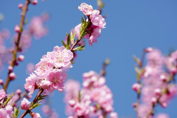pink cherry blossom