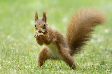 Foto auf Acrylglas Eichhörnchen Eichhörnchen auf einer Wiese sieht aus, als würde es sich als Straßenkämpfer ausgeben