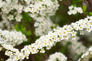 white flowers in the garden
