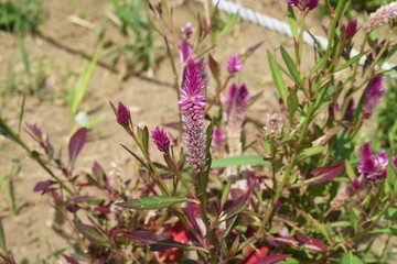 Celosia argentea flowers. Amaranthaceae annual plants. The flowering time is from July to November. 