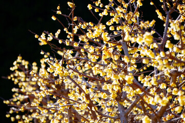 golden christmas background