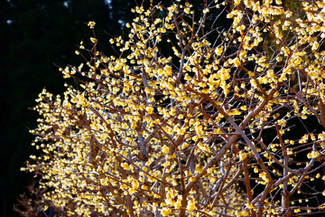 golden christmas background