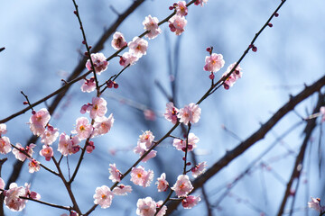 blossom in spring
