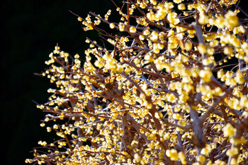 golden christmas background