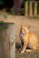 귀여운 아기 야생 고양이
