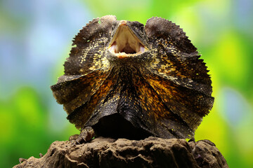oa Payung (Chlamydosaurus kingii), also known as the frilled lizard or frilled dragon, is showing a...