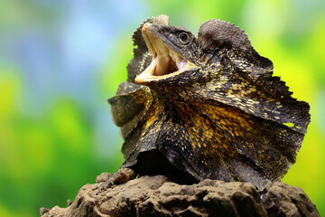 oa Payung (Chlamydosaurus kingii), also known as the frilled lizard or frilled dragon, is showing a...