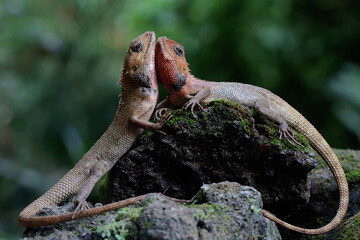 Two oriental garden lizards are sunbathing. This reptile has the scientific name Calotes...