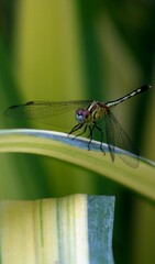 dragonfly on a green leaf