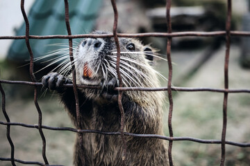 Cute otter rodent animal in zoo