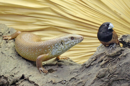 A major skink is sunbathing before starting his daily activities. This reptile whose natural habitat is in Papua New Guinea and Australia has the scientific name Bellatorias frerei. 