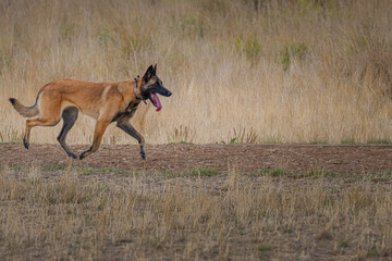 2021-10-01 A YOUNG MALINWA SHEPARD RUNNING THROUGH A DOG PARK ON A WOOD TRAIL WITH A BLURRY...