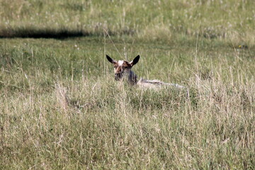 rabbit in the grass