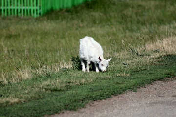 Obraz premium sheep in the meadow