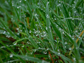 Dew beaded on the grass of a field
