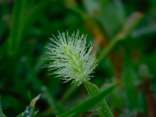 Dew beaded on wildflower on a bed of grass.