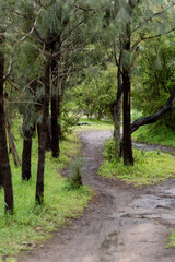 footpath in the woods