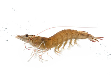 A living shrimp swimming in the water isolated on white background.