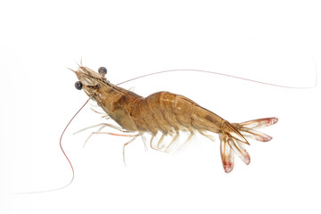 A living shrimp isolated on white background.