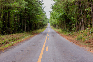 Obraz premium Highway Road in the Middle of the Forest