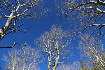 Aspen Trees on blue sky  - Great Basin National Park, Nevada