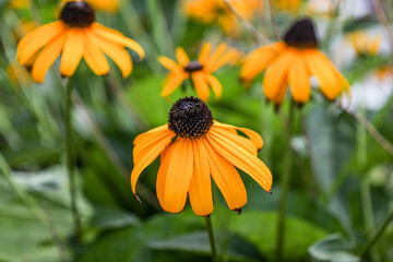 Black-eyed Suzy Garden