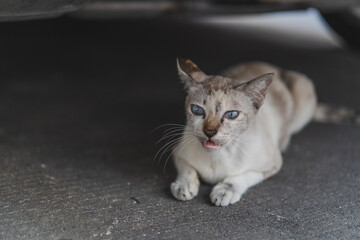 A homeless cat is sitting on the street. 