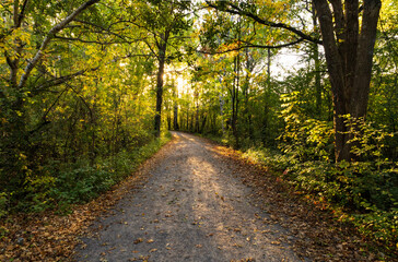 Autumn Light