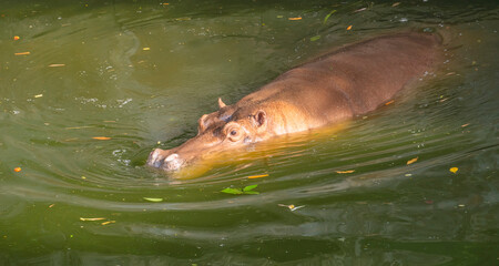 huge adult hippo while swiming in the park