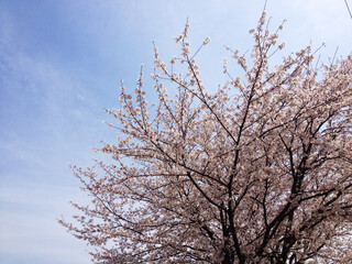 Fototapeta na wymiar 春の青空と桜