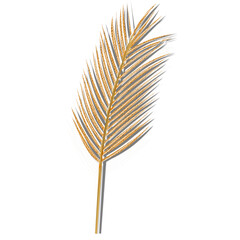 Dried palm leaf isolated on white background, coconut leaf dried brown color. Copyspace.