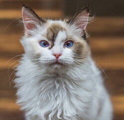 ラグドール　猫