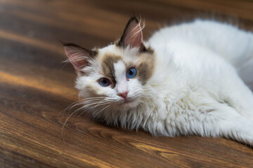 ラグドール　猫