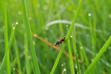 Insect around us