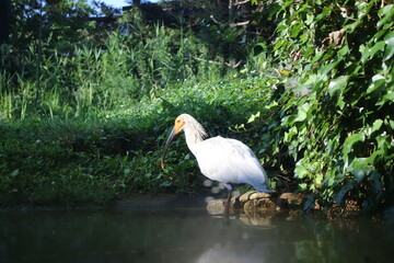 トキ　佐渡ヶ島