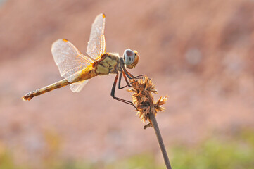 Urothemis signata
dragonfly on a flower