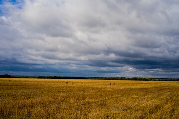 wheat field under sky