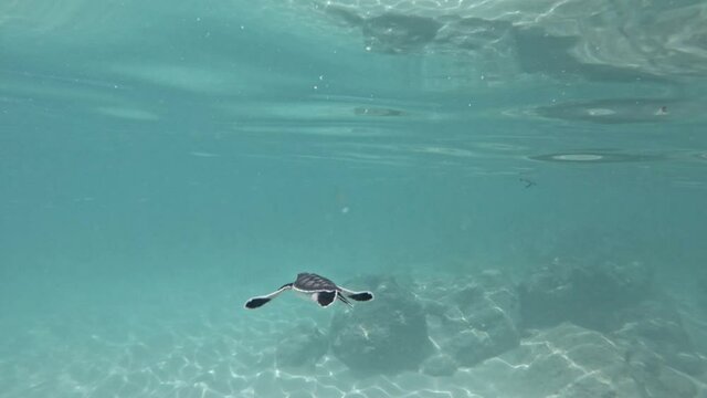Adorable baby turtle swimming right under the calm waves -Underwater