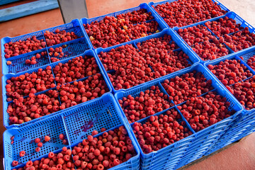 Boxes with raspberries at a company that specializes in freezing berries and forest products. Ukraine.