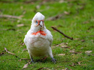 Corella Swaying