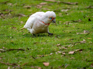 Corella With Intent