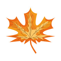 autumn maple leaf