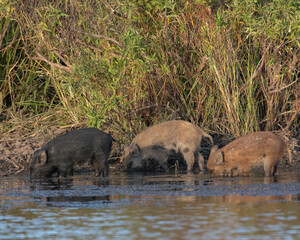 Feral Pigs in Southwest Oklahoma in a pond